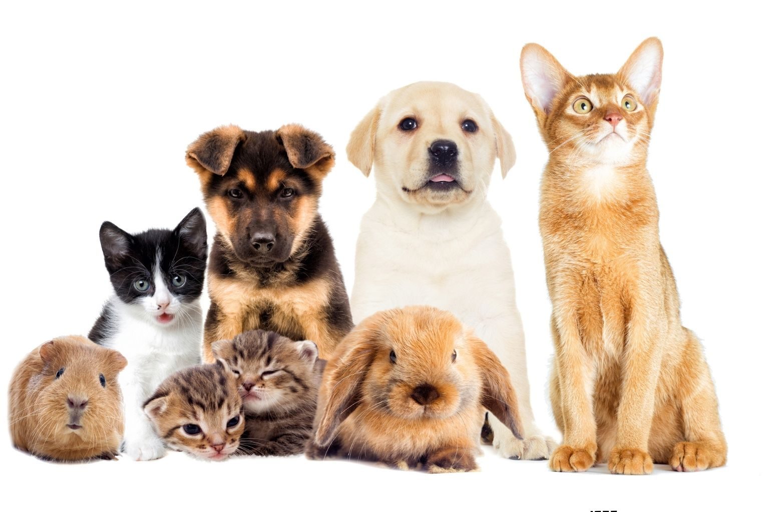 Pet Insurance Pet Insurance